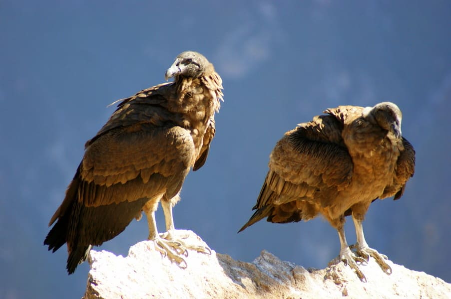 Majestätischer Kondor, Colca Canyon