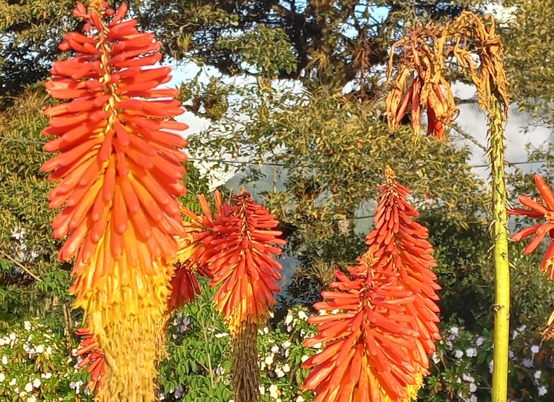 Blühender Garten bei der Casa de Arbol, Baños