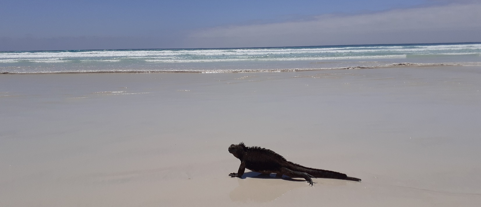 Galapagos Inseln - Inselüpfen: Tortuga Bay, Insel Santa Cruz