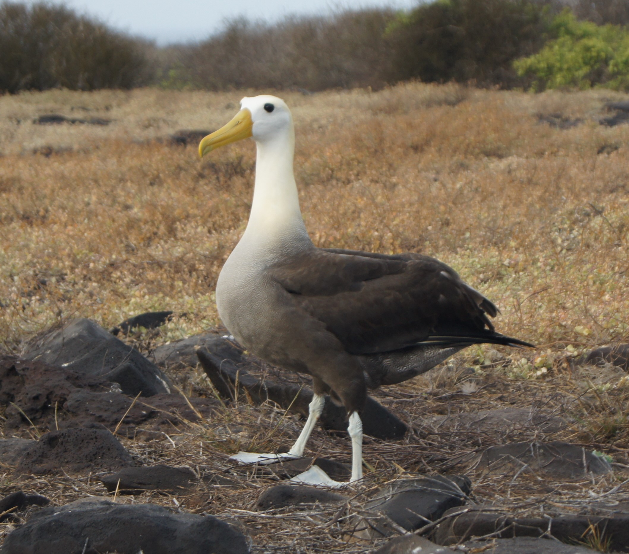 Insel Española, Galapagos Inseln - ein Paradies