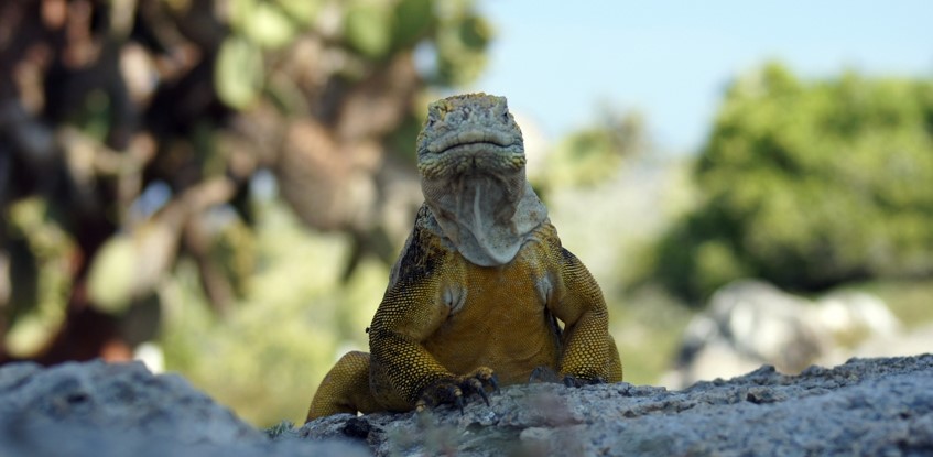 Reptilien auf den Galapagos Inseln