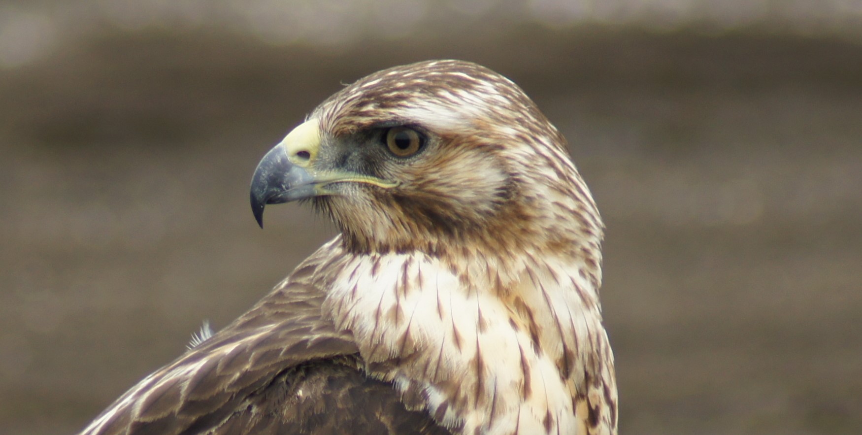 Vögel auf den Galapagos Inseln