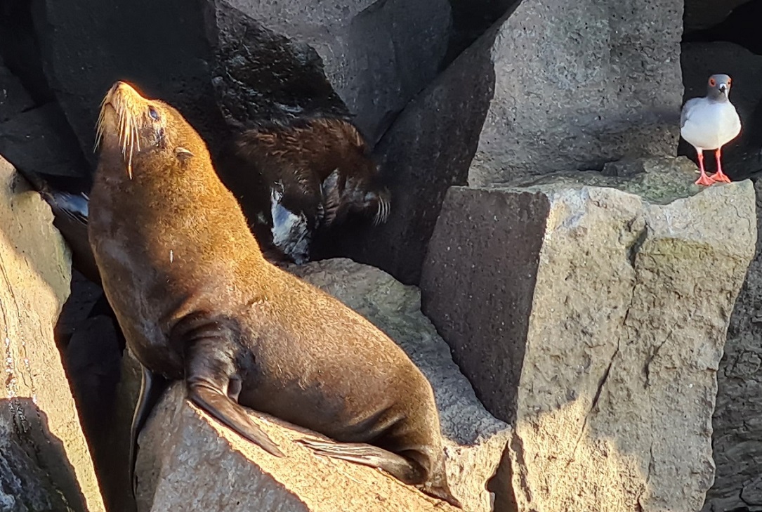 Insel Santiago, Galapagos: Pelzrobbe