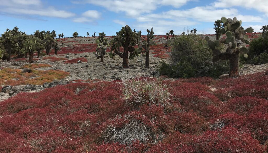 Insel Santa Fé, typische Vegetation der Galapagos Inseln