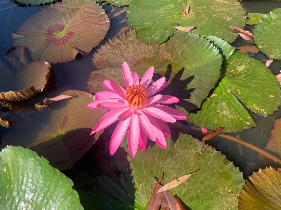 Interessanter Besuch: Botanischer Garten Quito