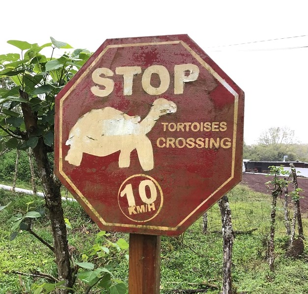 Hochland Insel Santa Cruz: "Schildkröten Crossing"