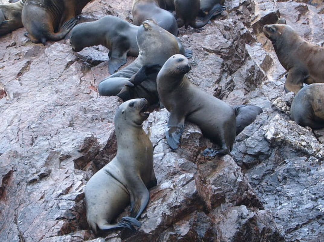 Ausflug zu den Ballestas Inseln ab Paracas