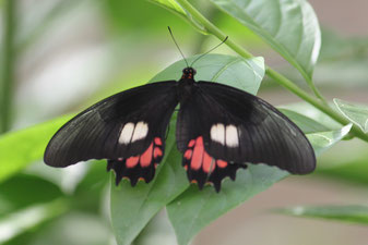 Regenwald, Schmetterling